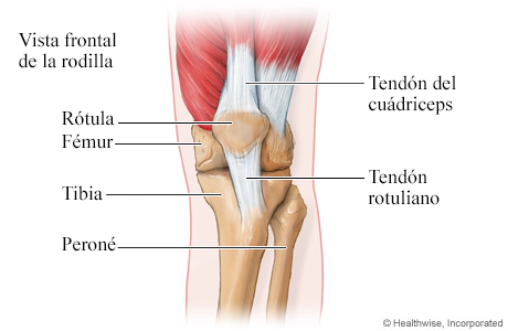 Vista frontal de los huesos y los tendones de la rodilla