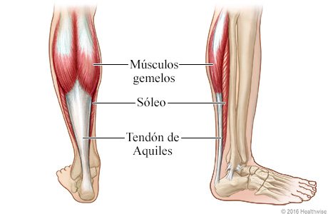 Tendón de Aquiles y músculos de la pantorrilla