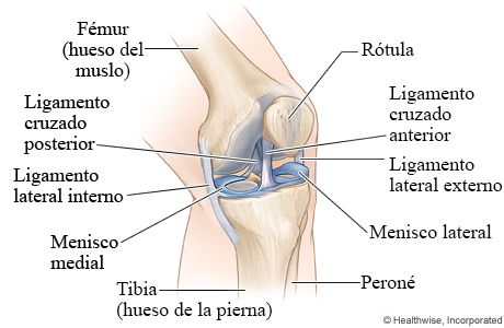 Huesos y ligamentos de la rodilla