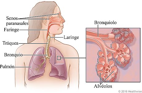 El aparato respiratorio, con detalle de bronquiolos y alvéolos