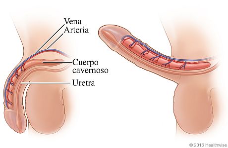Vista lateral del pene flácido y del pene erecto, mostrando los cambios en los principales vasos sanguíneos y el cuerpo cavernoso durante una erección.