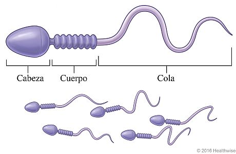 Un grupo de espermatozoides, con detalle de un solo espermatozoide.