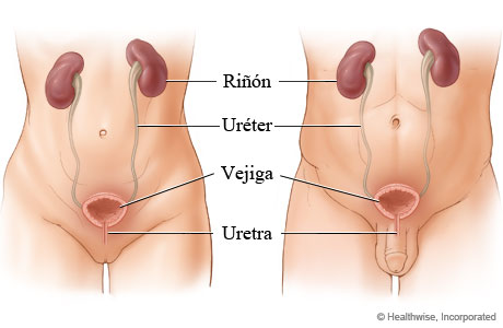 Las vías urinarias en mujeres y hombres