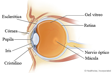 Partes del ojo (corte transversal)