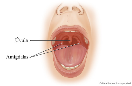 Las amígdalas y la úvula