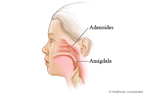 Ubicación de las amígdalas y las adenoides
