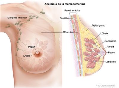Dibujo de la anatomía de la mama femenina en el que se muestran los ganglios linfáticos, el pezón, la aréola, la pared torácica, las costillas, el músculo, el tejido graso, el lóbulo , los conductos y los lobulillos.