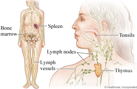 Lymph system.