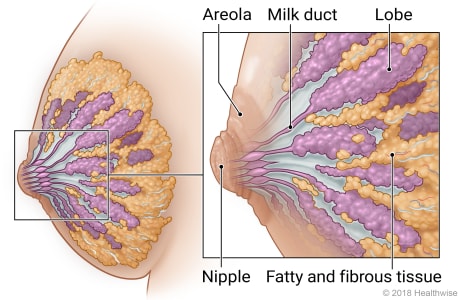 Breast Anatomy - Wommen Network - Breast Screening