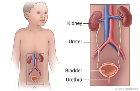 Location of urinary tract in child, with close-up of kidney, ureter, bladder, and urethra