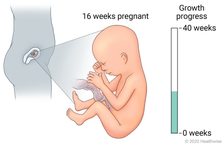 Fetus in uterus, with detail of development at 16 weeks pregnant