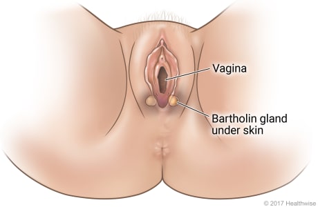 Female genital area, showing Bartholin glands on each side of vagina opening