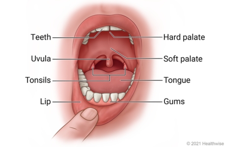 Parts of the Mouth  Saint Luke's Health System