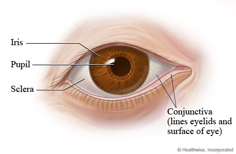 Eye Structures (Front And Side Views) - Health Library