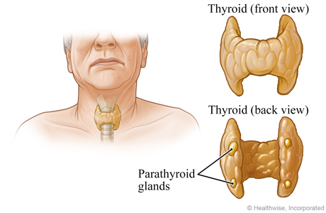 Location in neck of the parathyroid glands, showing glands from the front and the back.