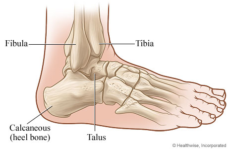 Side view of the ankle