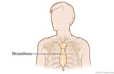 Breastbone synonyms - 99 Words and Phrases for Breastbone