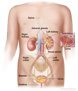 Anatomy of the female urinary system; drawing shows a front view of the right and left kidneys, the ureters, urethra, and bladder filled with urine. The inside of the left kidney shows the renal pelvis. An inset shows the renal tubules and urine. The spine, adrenal glands, and uterus are also shown.