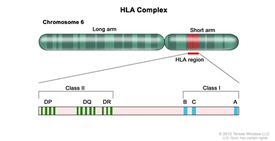 Human lymphocyte antigen (HLA) complex; drawing shows the long and short arms of human chromosome 6 with amplification of the HLA region, including the class I A, B, and C alleles, and the class II DP, DQ, and DR alleles.