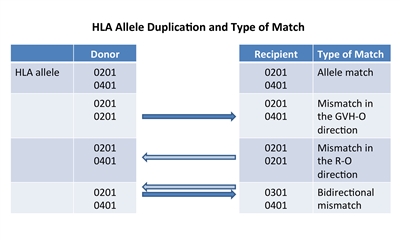 Chart showing HLA allele duplication and type of match between donor and recipient: an allele match (0201 and 0401 for both donor and recipient); a mismatch (0201 for both donor and recipient and 0201 for donor, 0401 for recipient) shown by an arrow pointing in a direction that promotes GVHD (GVH-O); a mismatch (0201 for both donor and recipient and 0401 for donor, 0201 for recipient) shown by an arrow pointing in a direction that promotes rejection (R-O); and a bidirectional mismatch (0201 for donor, 0301 for recipient, and 0401 for both donor and recipient) shown by arrows pointing in two directions, a direction that promotes rejection (R-O) and a direction that promotes GVHD (GVH-O).