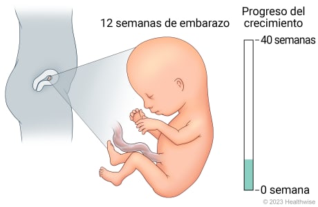 Feto en útero, con detalle de desarrollo a 12 semanas de embarazo