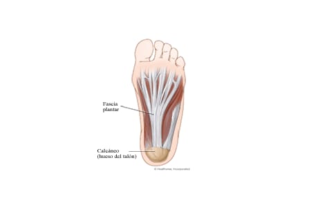 Fascia plantar (ligamento del pie): Vista desde abajo
