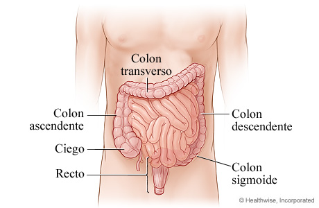 Las partes del aparato digestivo inferior.