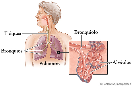 Ilustración de las vías respiratorias dentro de los pulmones