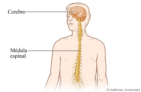 Sistema nervioso central.