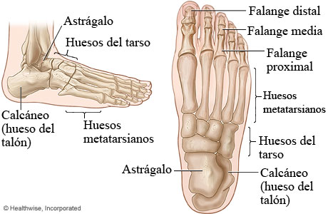 Imágenes de los huesos del pie (vista superior y vista lateral)