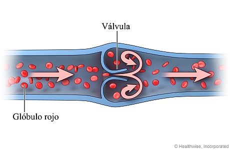 Corte transversal de una vena que muestra el flujo de sangre normal a través de la válvula