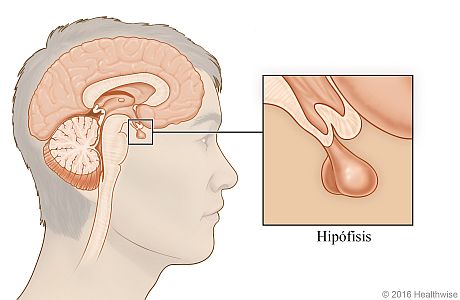 Ubicación de la hipófisis debajo del cerebro, con detalle de la glándula