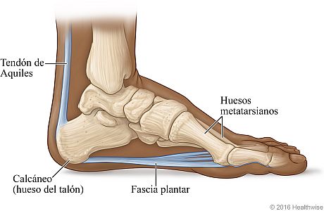 Vista ósea del pie donde se muestra la fascia plantar