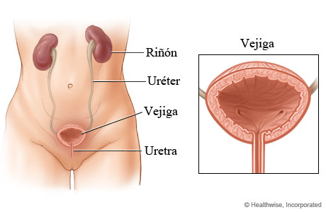 Imagen del aparato urinario femenino