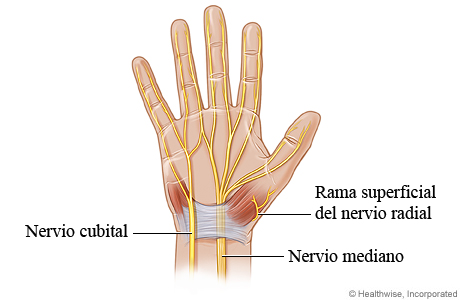 Nervios de la mano