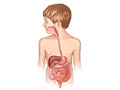 Child's digestive system