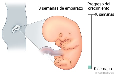 Feto en útero, con detalle de desarrollo a 8 semanas de embarazo