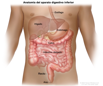 Anatomía del aparato digestivo (gastrointestinal). En la imagen se observan el esófago, el hígado, el estómago, el colon, el intestino delgado, el recto y el ano.