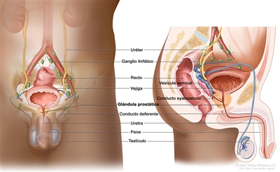 Anatomía del aparato reproductor y el aparato urinario en el hombre. En el dibujo se muestran vistas frontales y laterales de los uréteres, la vejiga, la glándula prostática, el conducto deferente, la uretra, el pene y los testículos. También se muestra una vista lateral de la vesícula seminal y el conducto eyaculatorio, así como vistas frontales y laterales del recto y los ganglios linfáticos de la pelvis.