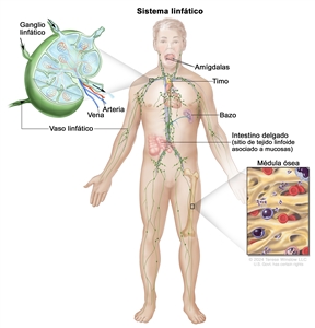 Sistema linfático. Dibujo de un hombre adulto en el que se señala un vaso linfático y los órganos del sistema linfático que incluyen los ganglios, las amígdalas, el timo, el bazo y la médula ósea. También se señala el intestino delgado (sitio de tejido linfoide asociado a mucosas). En la parte superior izquierda, se observa una ampliación de la estructura interna de un ganglio linfático con una arteria, una vena y cuatro vasos linfáticos con flechas que señalizan la forma en que la linfa (líquido claro de aspecto acuoso) entra y sale del ganglio linfático. En la parte inferior derecha, se observa otra ampliación donde se observa la médula ósea con células de la sangre.