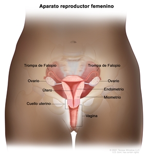 Anatomía del aparato reproductor femenino. En el dibujo de una mujer adulta se señalan el útero, el miometrio, que es la capa muscular externa del útero; el endometrio, que es la capa de tejido interno que reviste el útero; los ovarios, las trompas de Falopio, el cuello uterino y la vagina.