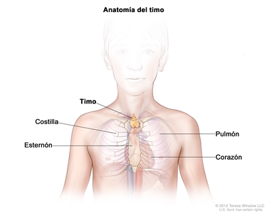 Anatomía del timo; el dibujo muestra el timo en la parte superior del pecho, bajo el esternón. También se muestran las costillas, los pulmones y el corazón.