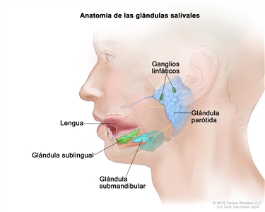 Anatomía de las glándulas salivales. En la imagen se observa una sección transversal de la cabeza y los tres pares principales de glándulas salivales. Las glándulas parótidas se ubican delante y justo debajo de cada oreja; las glándulas sublinguales se encuentran debajo de la lengua en el piso de la boca; las glándulas submandibulares están bajo ambos lados de la mandíbula. También se muestran la lengua y ganglios linfáticos.
