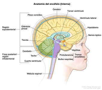 Dibujo del interior del encéfalo que muestra la región supratentorial (es decir, la porción superior del encéfalo) y la fosa posterior o región infratentorial (la porción inferior y posterior del encéfalo). En la región supratentorial se observa el cerebro, un ventrículo lateral, el tercer ventrículo, el plexo coroideo, el hipotálamo, la glándula pineal, la hipófisis y un nervio óptico. En la fosa posterior o región infratentorial se observa el cerebelo, la tienda del cerebelo, el cuarto ventrículo y el tronco encefálico (que incluye la protuberancia y el bulbo raquídeo). También se señala el techo del mesencéfalo y la médula espinal.