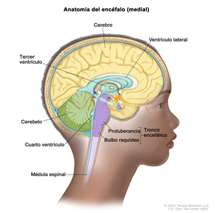 Dibujo del interior de la cabeza de un niño donde se señalan diferentes partes del encéfalo: un ventrículo lateral, el tercer ventrículo, el cuarto ventrículo y las vías entre los ventrículos que contienen líquido cefalorraquídeo en azul. También se observa el cerebro, el cerebelo, la médula espinal y dos partes del tronco encefálico: la protuberancia y el bulbo raquídeo.