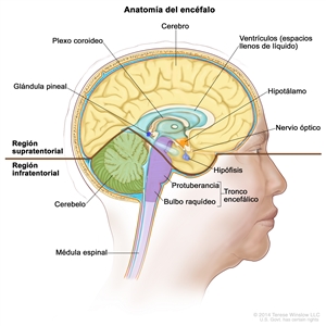 Dibujo del interior del encéfalo que muestra la región supratentorial (parte superior del encéfalo) y la infratentorial (parte inferior y posterior del encéfalo). La región supratentorial incluye el cerebro, los ventrículos (espacios llenos de líquido), el plexo coroideo, el hipotálamo, la hipófisis, la glándula pituitaria y el nervio óptico. La región infratentorial incluye el cerebelo y el tronco encefálico (protuberancia y bulbo raquídeo). También se muestra la médula espinal.