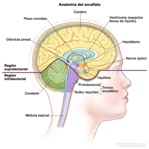 Imagen del interior del encéfalo que muestra la región supratentorial (la parte superior del encéfalo) y la región infratentorial (la parte inferior del encéfalo). La región supratentorial contiene el cerebro, los ventrículos (espacios llenos de líquido), el plexo coroideo, el hipotálamo, la glándula pineal, la hipófisis y los nervios ópticos. La región infratentorial contiene el cerebelo y el tronco encefálico (protuberancia y bulbo raquídeo). También se muestra la médula espinal.