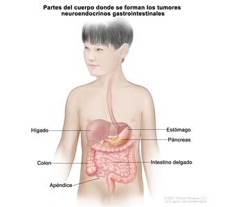 Imagen del tubo digestivo donde se muestran el hígado, el páncreas, y la porción gastrointestinal que incluye el estómago, el intestino delgado, el colon y el apéndice.