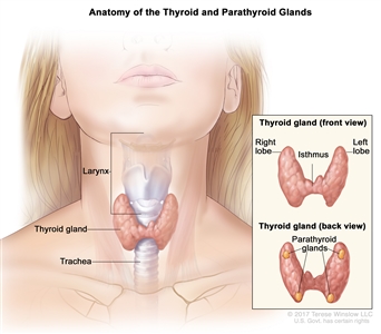 Anatomy of the thyroid and parathyroid glands; drawing shows the thyroid gland at the base of the throat near the trachea. An inset shows the front and back views. The front view shows that the thyroid is shaped like a butterfly, with the right lobe and left lobe connected by a thin piece of tissue called the isthmus. The back view shows the four pea-sized parathyroid glands. The larynx is also shown.