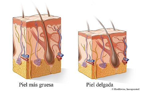 Corte transversal de piel más gruesa y piel más delgada